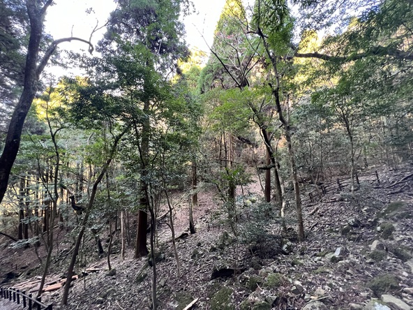 今年は雨が少ないせいか、苔があまり生えてませんね。