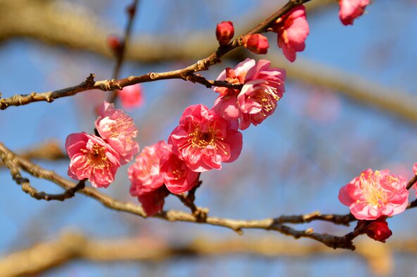 2026年1月7日撮影　早咲き品種の「八重寒紅（やえかんこう）」
