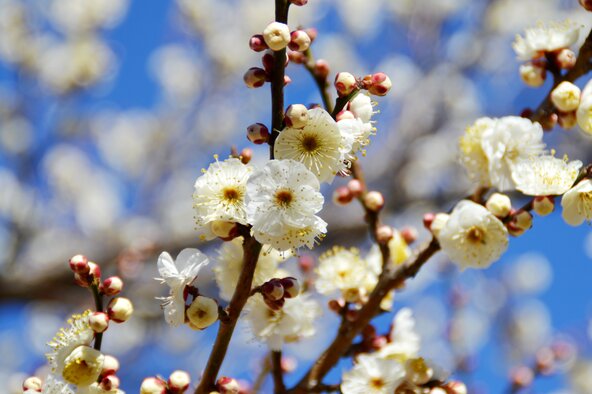 2026年1月7日撮影　早咲き品種の「八重野梅（やえやばい）」