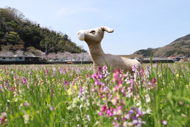 田んぼをつかった花畑（2026年） | 多彩な花が咲き誇る田んぼをつかっ
