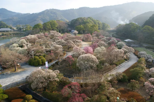 梅の花がピーク時の「南楽園」の様子（画像提供：南レク株式会社）