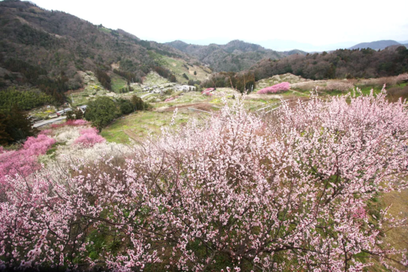 過去の開花時の様子（画像提供：愛媛県観光物産課、愛媛県観光物産協会）