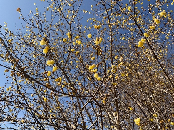 2026年1月27日の様子