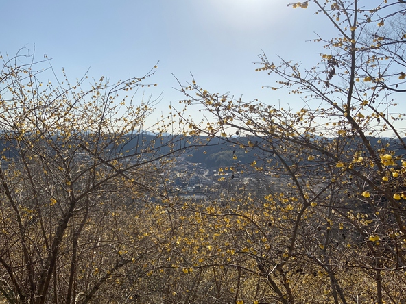 2026年1月27日の様子