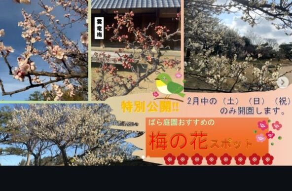 2月の土日祝日限定で「ばら庭園」の梅の花を公開