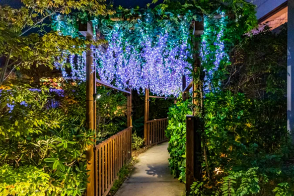 藤棚イルミネーション