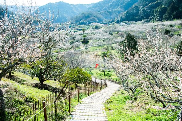 梅花が見頃の時期の「金熊寺梅林」（画像提供：公益財団法人 大阪観光局）