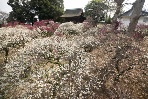 梅が咲き誇る「道明寺天満宮」境内（画像提供：CHU / PIXTA）