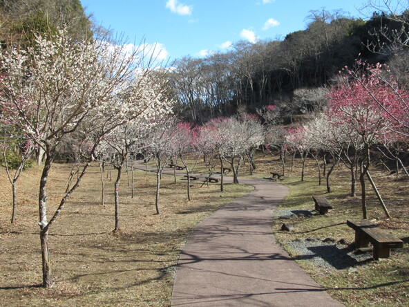 2026年1月30日の様子