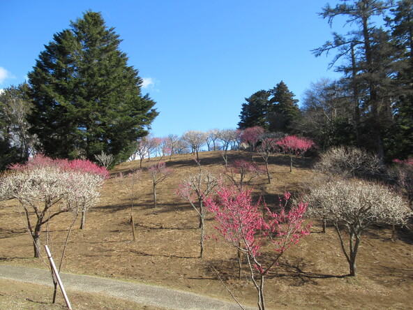 2026年1月30日の様子