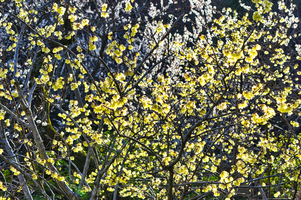 落ち着いた雰囲気のなかでロウバイを楽しめます（画像提供：Masa / PIXTA）