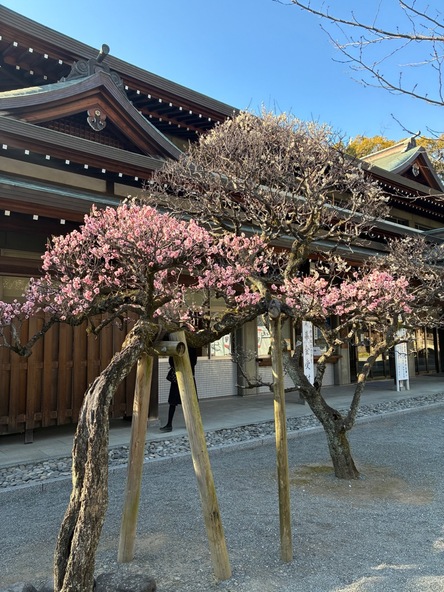 2026年1月30日の様子