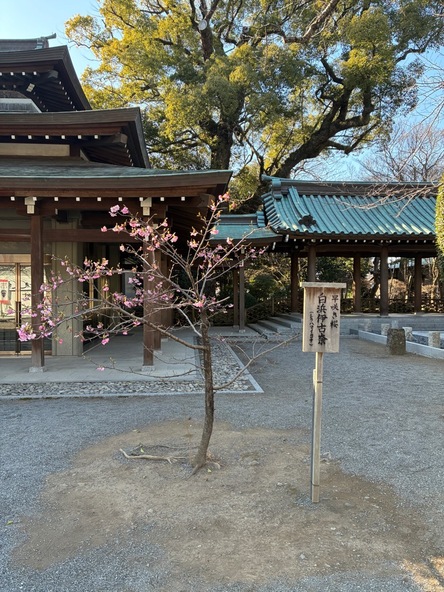 早咲き桜「シラハマイコナ」： 2026年1月30日の様子