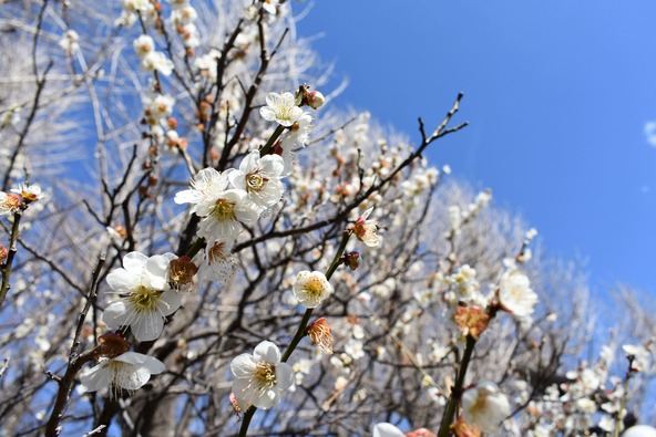 「羽根木公園」では品種ごとに異なる表情の梅が見られます