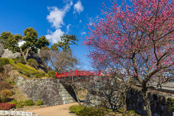 歴史と梅の共演が楽しめる「小田原城址公園」の景色