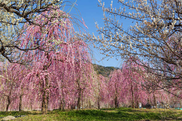 鮮やかに咲き誇る白やピンクの梅の花に子供もうっとり♪