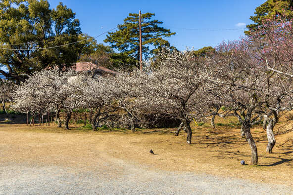 青空の下、園内を包む梅を写真に収めましょう♪