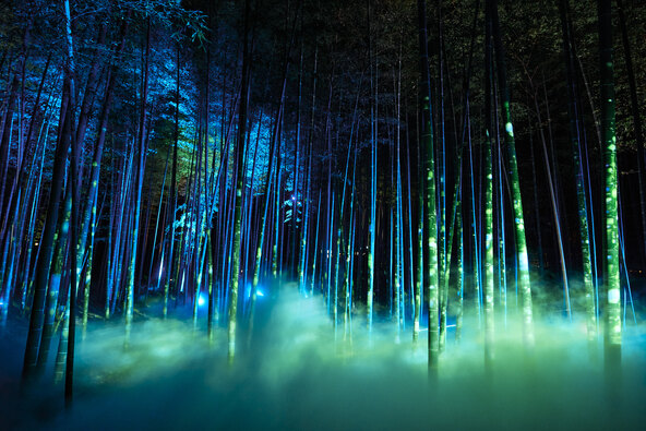 竹林を包む雲海と照射されるプロジェクションマッピング（昨年度の演出の様子）