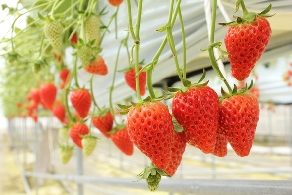 「内山いちごの国」で旬のいちご狩り♪