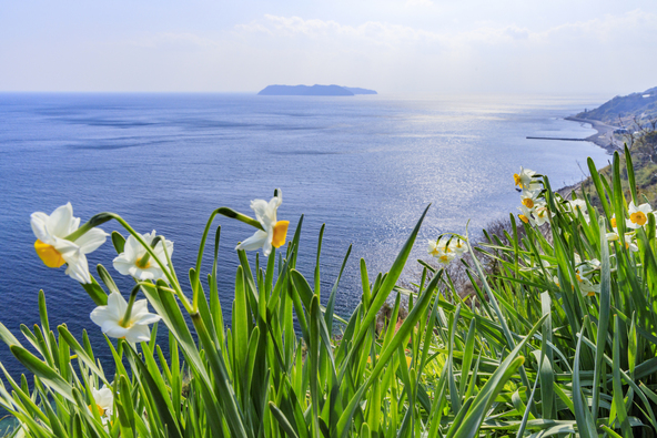 水仙越しに太平洋と沼島が見えます（画像提供：オフィスK / PIXTA）