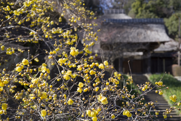 神奈川県横浜市の「西方寺」に咲き誇るロウバイ（画像提供：しん / PIXTA）