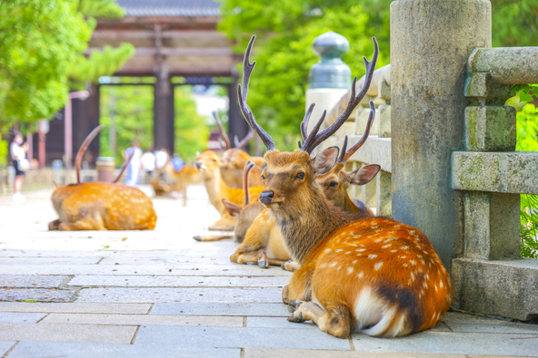 「東大寺」の参道に座る鹿（画像提供：bee / PIXTA）