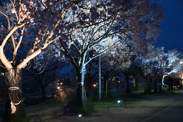 ライトアップの様子