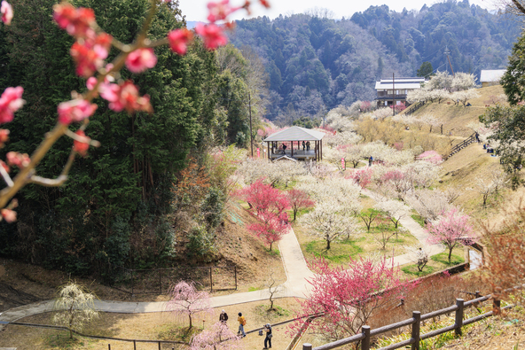 きれいに整備された「梅林公園」は家族連れに人気（画像提供：オフィスK / PIXTA）
