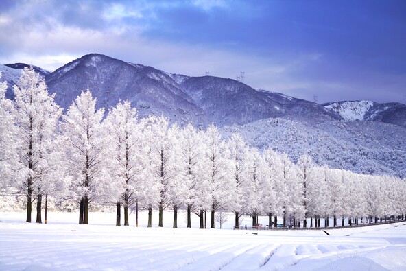 静寂に包まれる幻想的な雪の並木道（画像提供：公益社団法人  びわ湖高島観光協会）