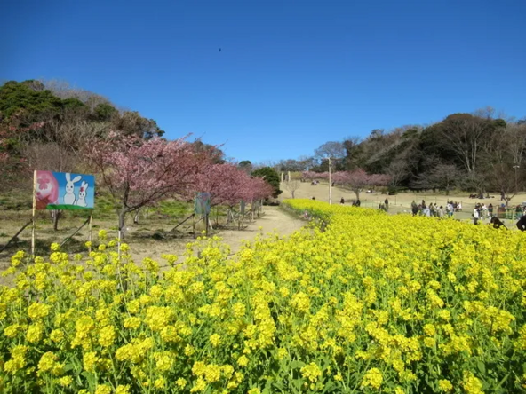 「観音崎公園さくらまつり」過去開催時の様子（画像提供：神奈川県公園協会・京急サービス共同事業体）