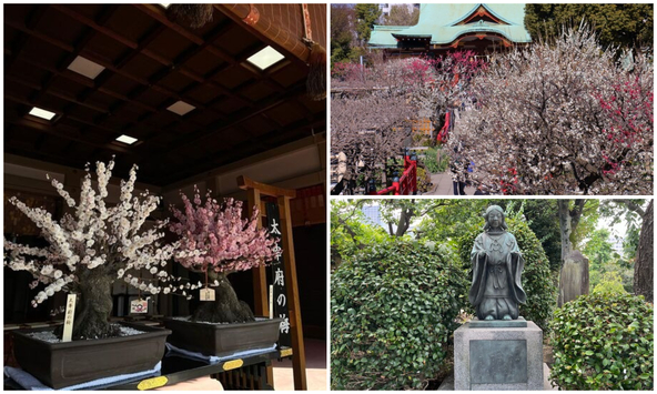 （左）「梅まつり」期間中に展示される太宰府の梅、（右下）本殿の前には、菅原道真公が5歳のときに詠んだ和歌が刻まれています
