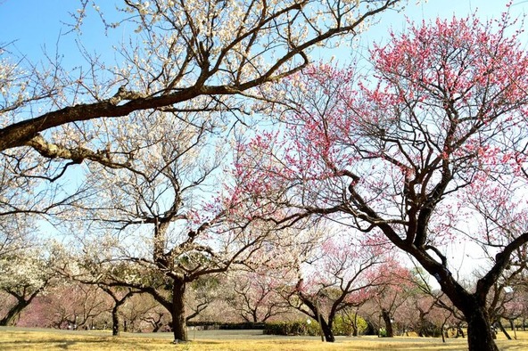 早咲きから遅咲きまで約300品種・約500本の花梅が次々と開花します