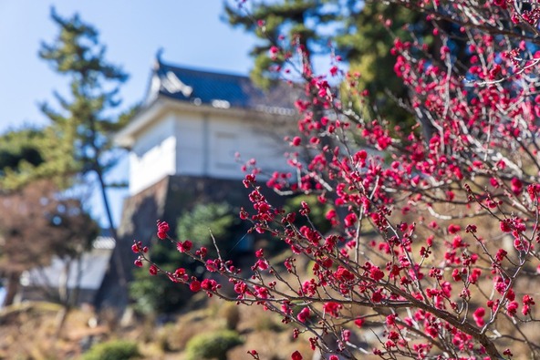 青空の下、園内を包む梅を写真に収めましょう♪
