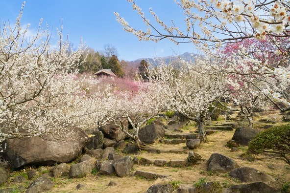 筑波石とよばれる斑れい岩（はんれいがん）の巨石と梅の競演も独特の趣があります