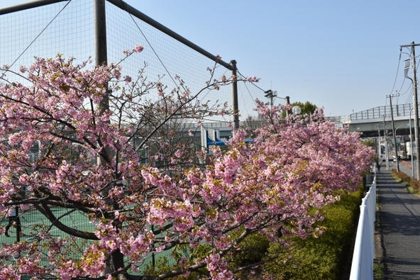 「谷本公園」の河津桜（画像提供：天晴小號 / photoAC）