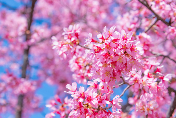 横浜の市街地で早咲きの桜を愛でてみませんか？（画像提供：Princess Anmitsu / PIXTA）※イメージ画像