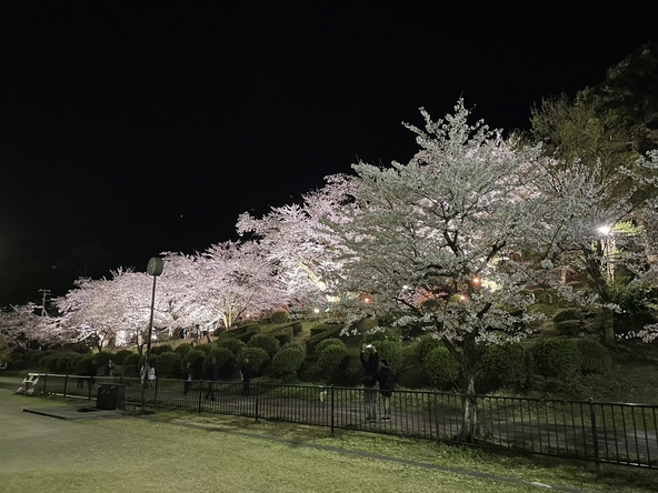 ライトアップの様子