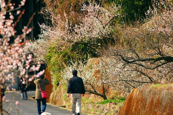 満開時の「明谷梅林」（画像提供：徳島県観光協会）