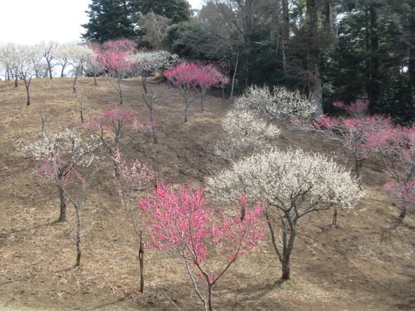 2026年2月5日の様子