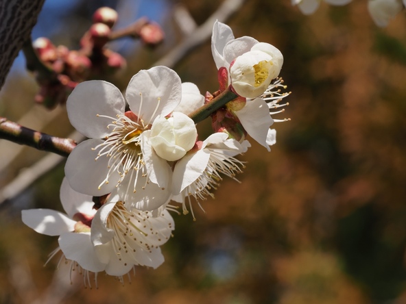 見頃の時期には、紅白さまざまな梅やロウバイが楽しめます（画像提供：663 / PIXTA）※画像はイメージです