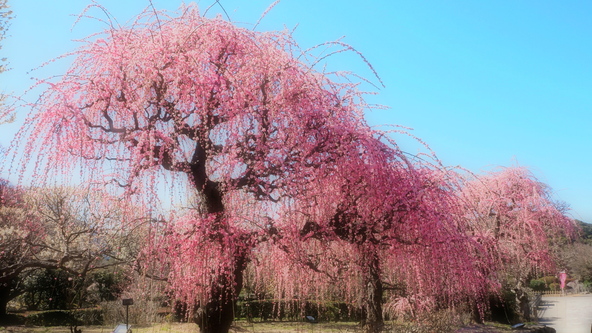 満開時の枝垂れ梅は見応え十分（画像提供：Liccat / PIXTA）