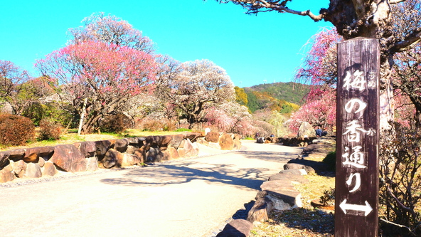 梅の花と香りを楽しみながらのんびり散策♪（画像提供：Liccat / PIXTA）