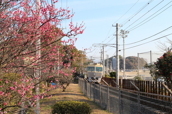 梅が見頃の時期の「梅津寺公園」（画像提供：black / PIXTA）