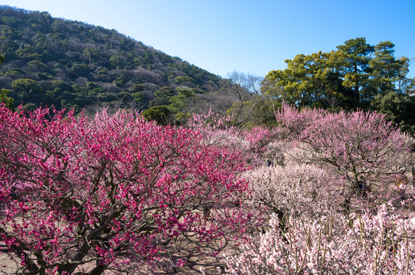 「栗林公園」満開時の梅林（画像提供：kozo / PIXTA）