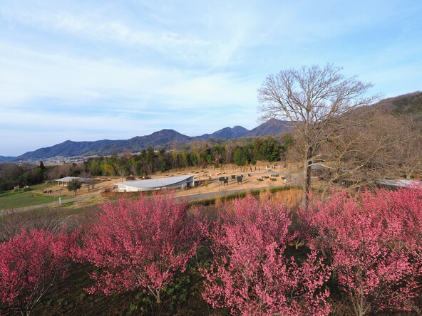 梅が見頃の時期の「花巡りの丘」（うどん / PIXTA）