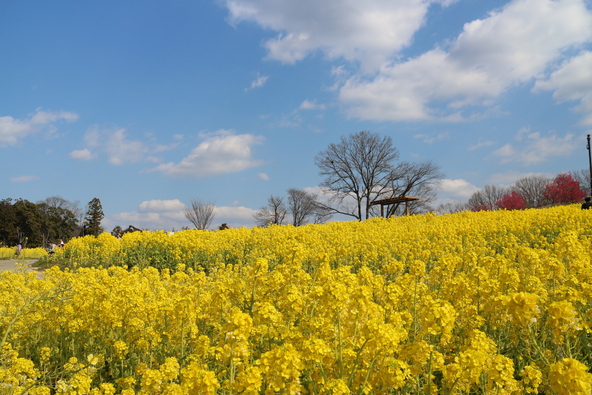 例年2月上旬から3月中旬には約7万本の菜の花も咲き誇ります（画像提供：black / PIXTA）