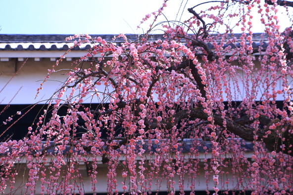 “花のシャワー”のような枝垂れ梅も楽しめます（画像提供：みさご / PIXTA）