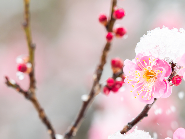 「気品」「忠実」「高潔」など多数の花言葉を持つ梅の花。寒さが厳しい時期に咲く様子から「忍耐」「不屈の精神」という花言葉もつけられています（画像提供：keite.tokyo / PIXTA）