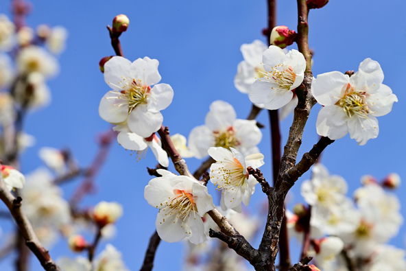 冬の澄んだ青空と白梅の対比がきれい（画像提供：J6HQL / PIXTA）