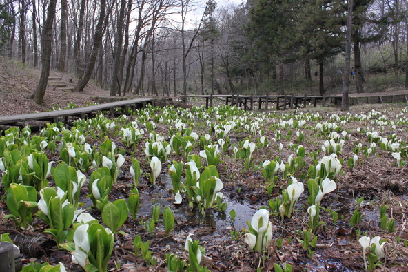 梅やロウバイに続き、春にはミズバショウの花も楽しめます（画像提供：前橋観光コンベンション協会）